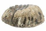 Partial Southern Mammoth Molar - Hungary #235255-1